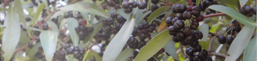 Fresh Mountain Pepper berries on the tree