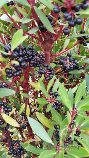 Pepperberries ready for harvest (Tasmannia lanceolata)