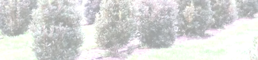 Tasmanian Mountain Pepper trees growing on Bronzewing Farm