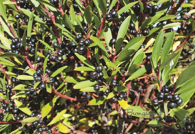 Pepperberries ready for harvest on Bronzewing Farm