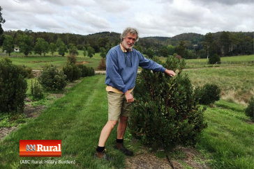 Mountain Pepper production ABC radio interview