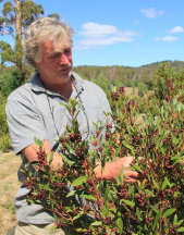 Native Pepper Berries - Tasmanian Times Feb 2018