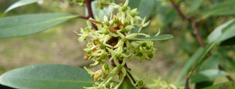 Female flowers