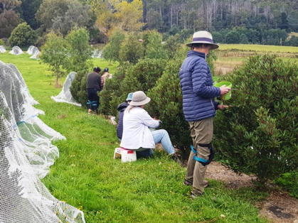 Pepperberry pickers on Bronzewing Farm in 2023