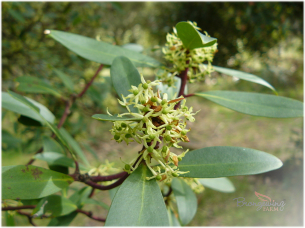 Female Mountain pepper flowers