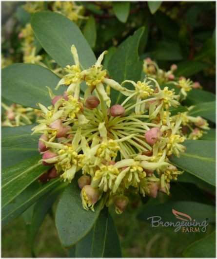 Male Mountain pepper flowers
