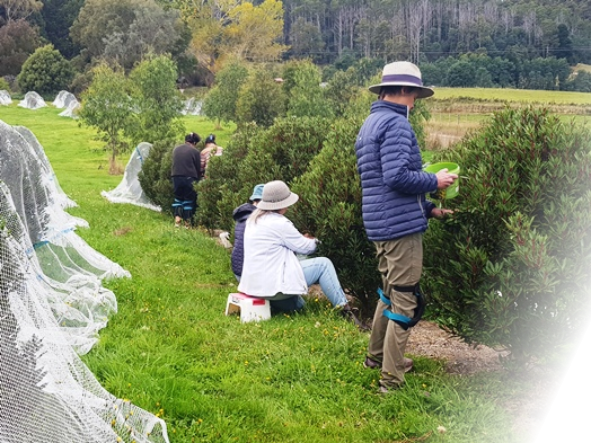 Pepperberry pickers on Bronzewing Farm in 2023