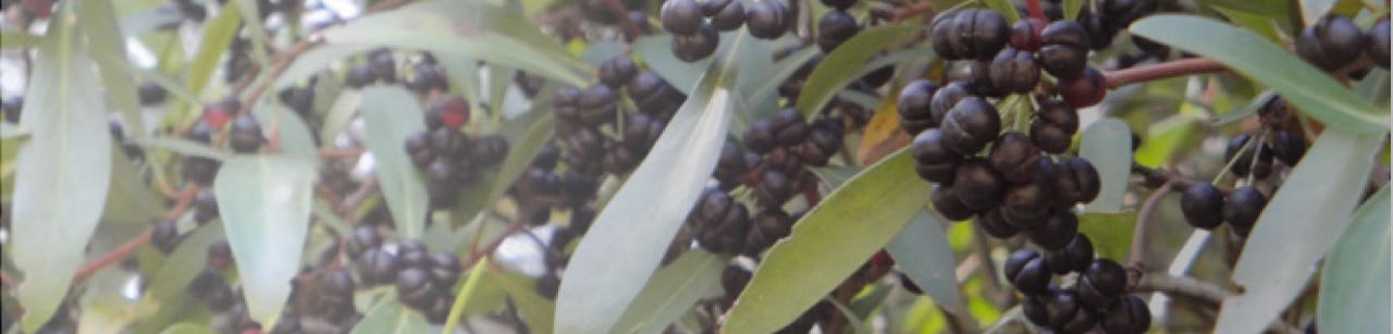 Ripening mountain pepper berry